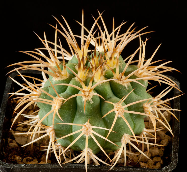 Gymnocalycium hybopleurum VS 121